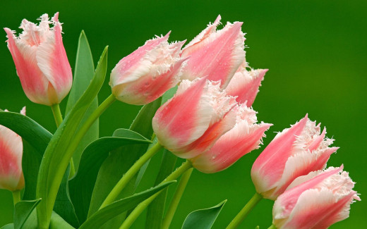 459562 (a): :1680x1050